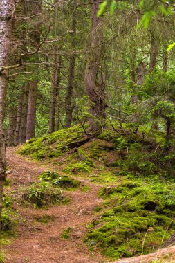 Orman dağ izi, ağaç kökleriyle ikizleştirilmiş bir ladin ormanından geçer. Bir turist rotasının belirlenmesi. Güzel yaz manzara
