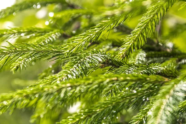 De textuur van dennentakken. Kleine groene naalden. Pluizig textuur close-up — Stockfoto