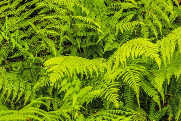 Gröna färska ormbunkar i skogen. Naturlig bakgrund — Stockfoto