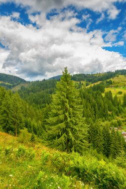 Ukrayna, Karpatlar. Shveykova Dağı 'ndan Verkhovyna köyünün manzarası