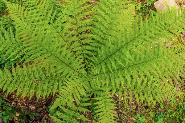 Gröna färska ormbunkar i skogen. Naturlig bakgrund — Stockfoto