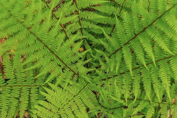 Gröna färska ormbunkar i skogen. Naturlig bakgrund — Stockfoto