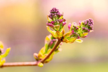 Leylak tomurcuğu. Doğanın bileşimi. Bahar Uyanışı Konsepti