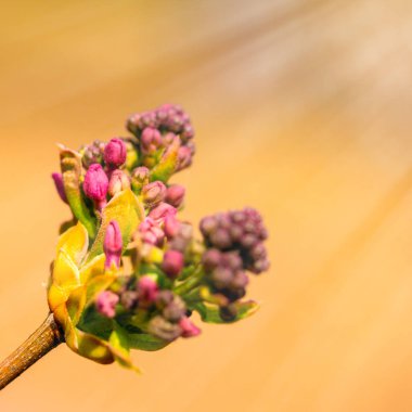İlkbahar leylağı tomurcuğu. Doğanın bileşimi. Bahar Uyanışı Konsepti