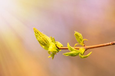 Bahar otu. Doğanın bileşimi. Bahar Uyanışı Konsepti
