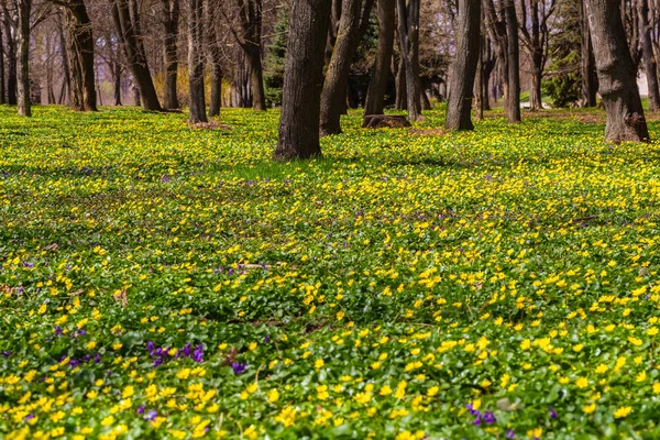 Printemps fond naturel. Prairie forestière fleurie de fleurs jaunes — Photo