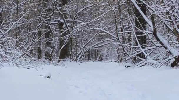 森林里的雪。 冬季公园里的沙漠小路。 雪花飘落在雪花中. 冬季时间 — 图库视频影像