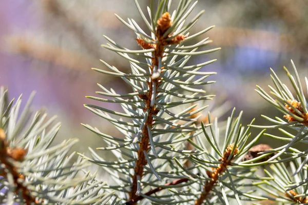 Bakgrund av spruce grenar närbild med textur — Stockfoto