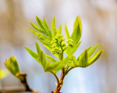 Bahar otu. Doğanın bileşimi. Bahar Uyanışı Konsepti