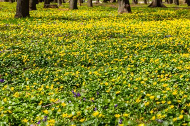 Bahar doğal arka plan. Sarı çiçeklerin açtığı orman çayırı