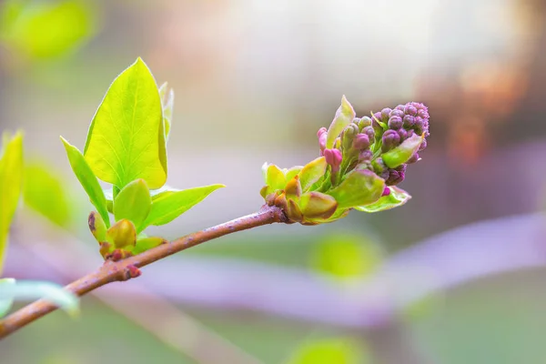 Brote primaveral de lila. Composición de la naturaleza. Concepto de Despertar Primavera Fotos De Stock Sin Royalties Gratis
