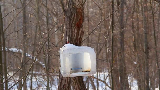 Recyclage mangeoire de matériaux sur l'arbre dans le parc. Le grand pic tacheté, Dendrocopos major, vole vers la mangeoire et picore les graines laissées par les gens. Écologie et concept de protection de la faune. Images de haute qualité — Video