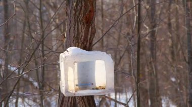 In the winter park, different types of tits fly to a feeding trough made from recycled materials. Wildlife Care Concept. Wintering Help