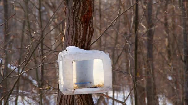 No parque de inverno, diferentes tipos de mamas voam para um cocho de alimentação feito de materiais reciclados. Conceito de Cuidados da Vida Selvagem. Ajuda de invernada — Vídeo de Stock