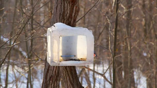 Im Winterpark fliegen Gimpel und andere Waldvögel zu einem Futterhäuschen aus recycelten Materialien. Wildtierpflegekonzept. Winterhilfe — Stockvideo