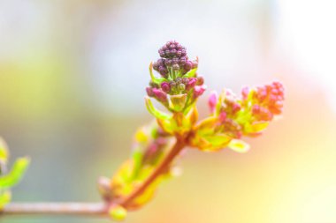 Leylak tomurcuğu. Doğanın bileşimi. Bahar Uyanışı Konsepti