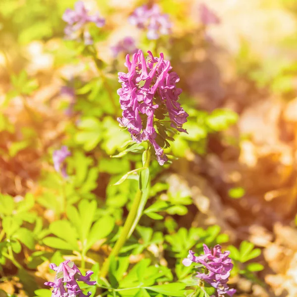 Flor Corydalis primer plano en un día soleado brillante. Las primeras flores de primavera. Concepto de naturaleza renacentista —  Fotos de Stock