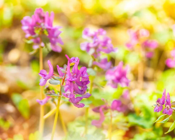 Kwitnienie Corydalis zbliżenie w jasny słoneczny dzień. Pierwsze wiosenne kwiaty. Renesansowa koncepcja natury — Zdjęcie stockowe