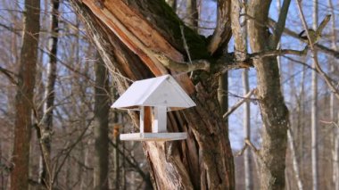 Great tit, blue tit and chickadee on a bird feeder in the park. Wildlife Care Concept