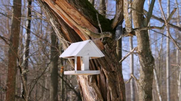 Nuthatch on a bird feeder in the park. Wildlife Care Concept — Stock Video