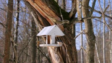 Parktaki bir kuş yemliğinde çıplaklık. Vahşi Yaşam Bakım Konsepti