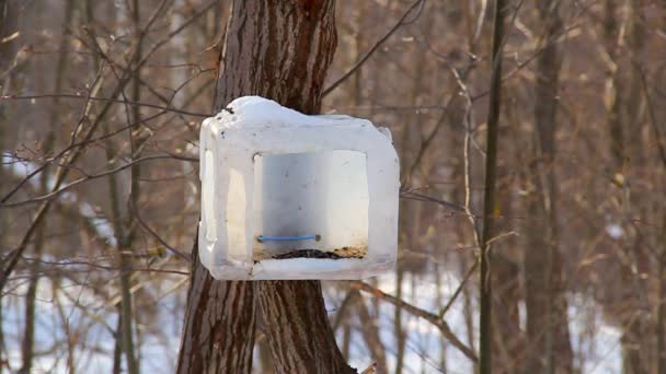 In het winterpark vliegen bosvogels naar een voederbak gemaakt van gerecycleerd materiaal. Wildlife Care Concept. Winterhulp — Stockvideo