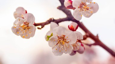 Nisan 'da kayısı çiçeği parlak güneş ışığında şeffaf bir bahar gününde. Pankart.