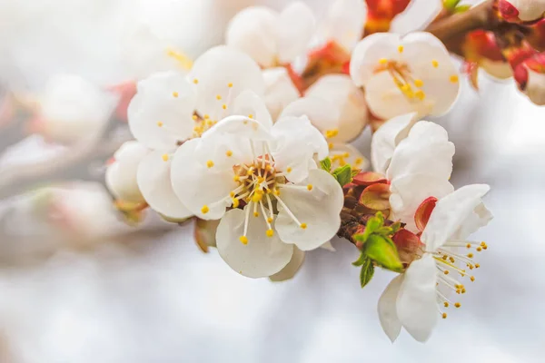 Aprikos blommar i april på en transparent vårdag i starkt solljus Stockbild