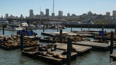 Deniz Aslanları Pier üzerine 