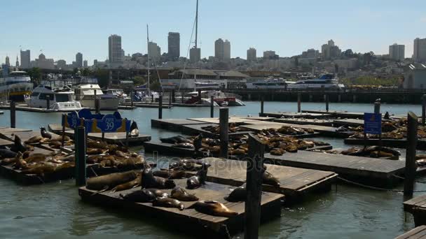 Sea lions on Pier — Stock Video