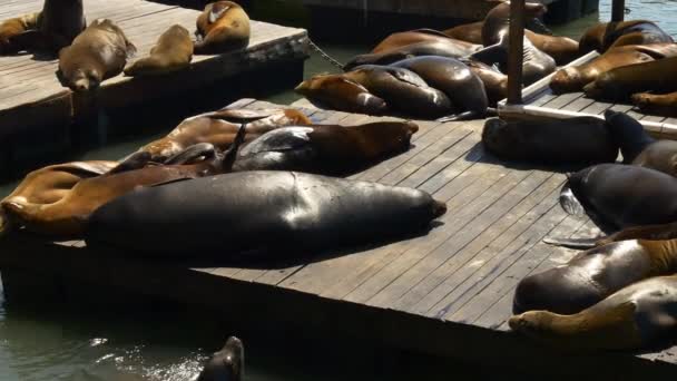 Zeeleeuwen op Pier — Stockvideo