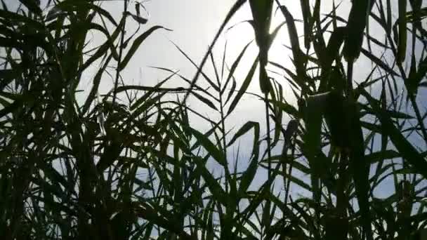 Tema folhas verdes — Vídeo de Stock