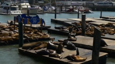 Deniz Aslanları Pier üzerine 