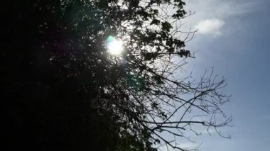 yeşil yaprakları Tema