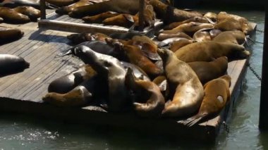 Deniz Aslanları Pier üzerine 