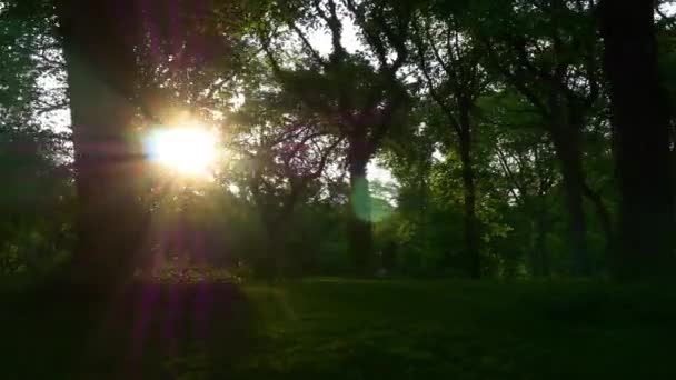 Menschen entspannen sich auf Wiese im Central Park — Stockvideo