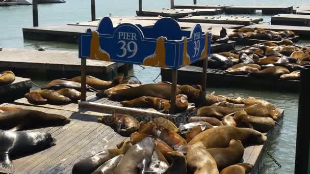 Sea lions on Pier — Stock Video