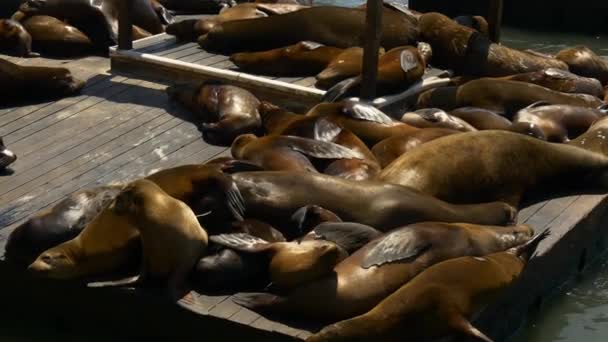 부두에서 바다 사자 — 비디오