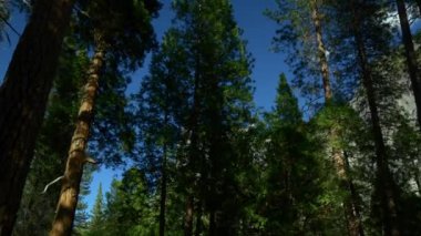 Güzel Yosemite Milli Parkı 