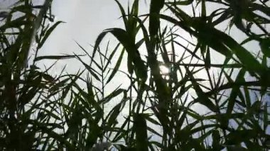 yeşil yaprakları Tema