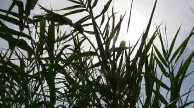 yeşil yaprakları Tema