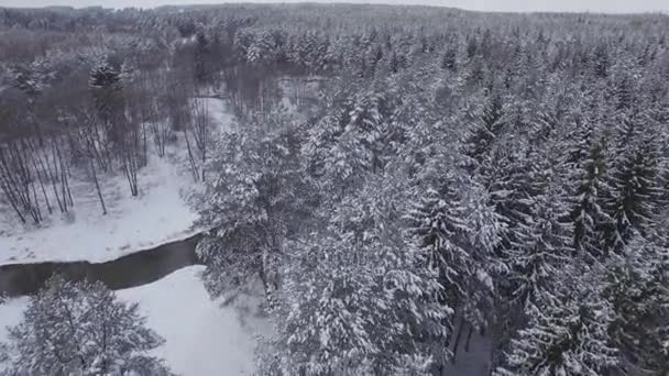 Schöner Winterwald — Stockvideo