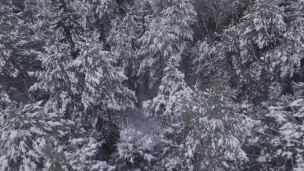 Piękny las zimowy — Wideo stockowe