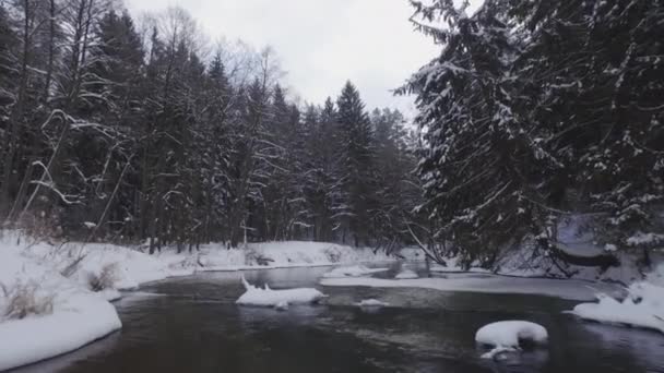 Прекрасный зимний лес — стоковое видео