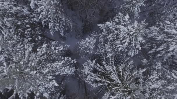 Hermoso bosque de invierno — Vídeos de Stock