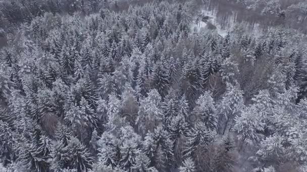 Hermoso bosque de invierno — Vídeo de stock