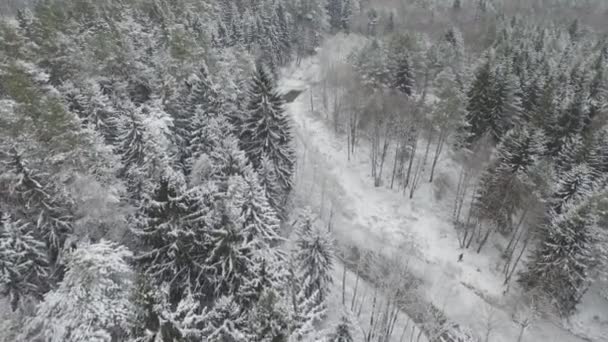 Hermoso bosque de invierno — Vídeo de stock