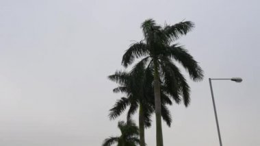 Palm tree tops panorama