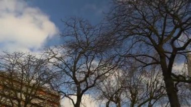 Paris ağaçlar görüntüleri 