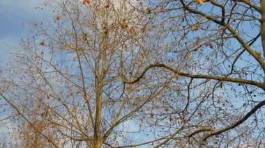 Paris ağaçlar görüntüleri 